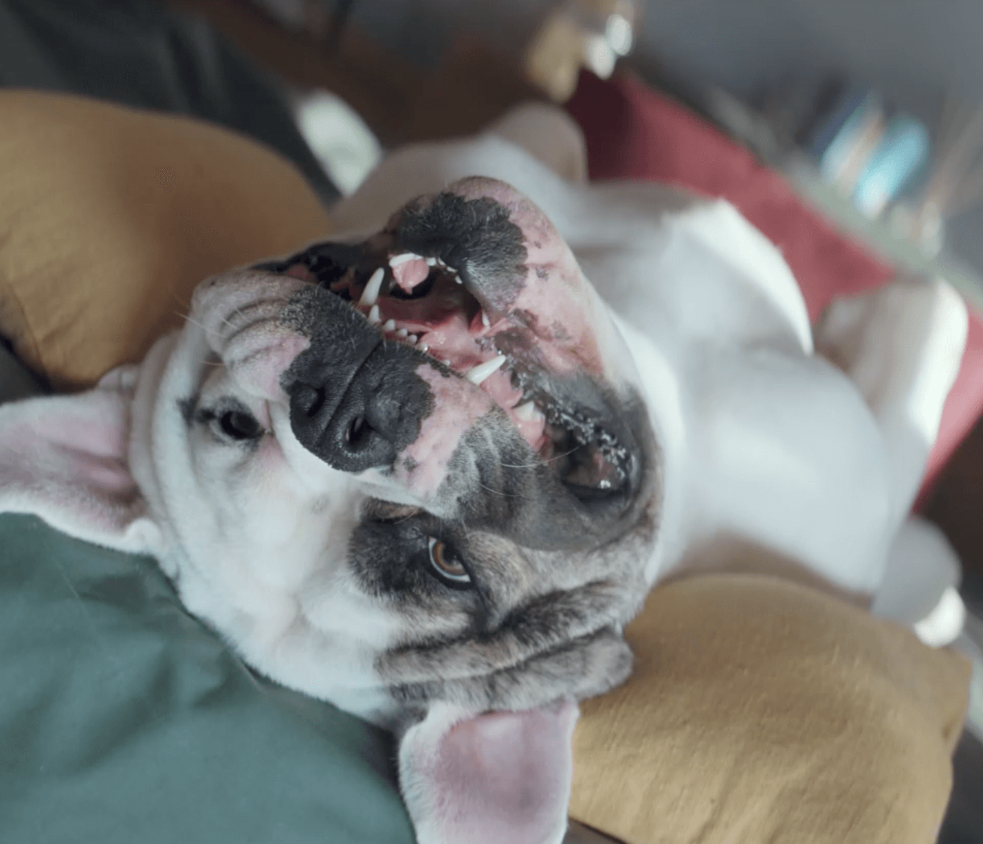 La vie sans les courses à faire